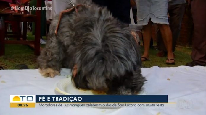 cachorro-comendo2