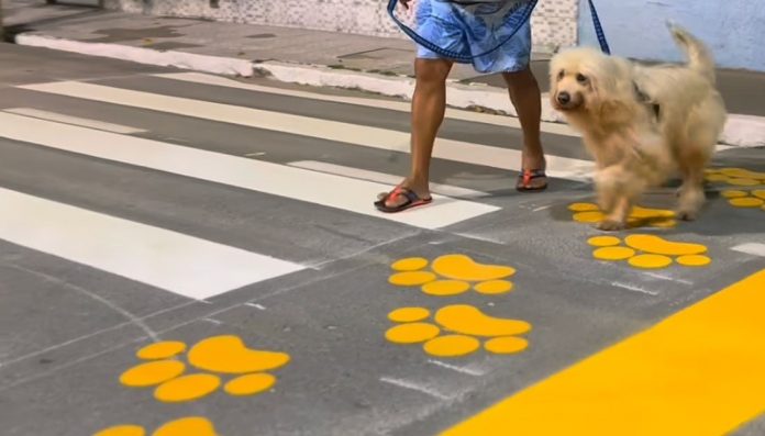 faixa-de-patadestre-uniao-dos-palmares-alagoas