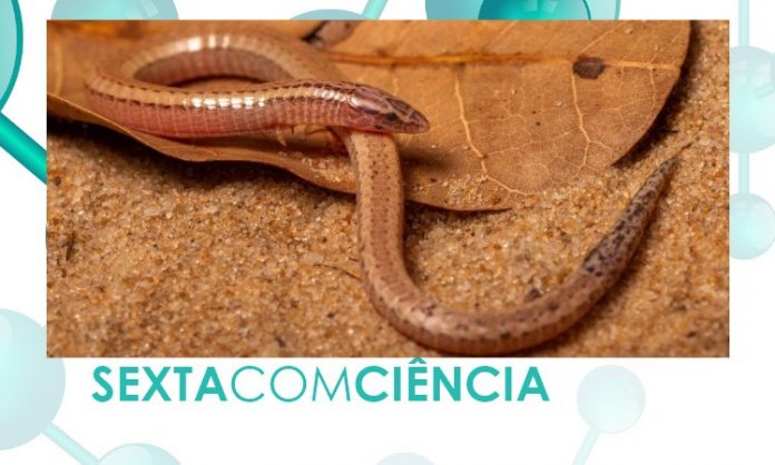 lagarto-1