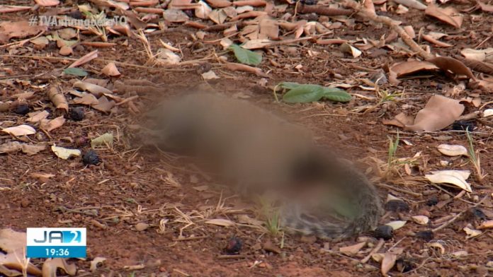 morte-macaco-