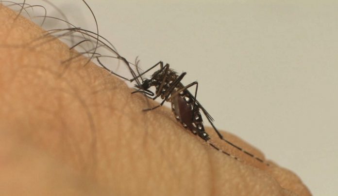 aedes