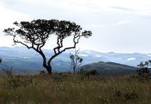Acordo prevê recuperação de 3,3 mil hectares de área degradada no Cerrado, segundo MPTO