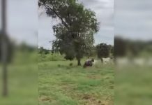 Filha de 6 anos do sertanejo Henrique viraliza nas redes sociais ao tocar gado sozinha; VÍDEO