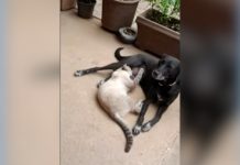 Cachorra é encontrada morta em frente de casa após tutora ouvir tiros: ‘Muito doloroso’