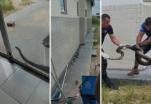 Entenda o aparecimento recorrente de sucuris em cidade no interior do TO