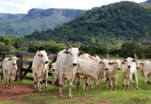Do campo até a mesa: entenda como vai funcionar projeto de rastreamento de gado no Tocantins
