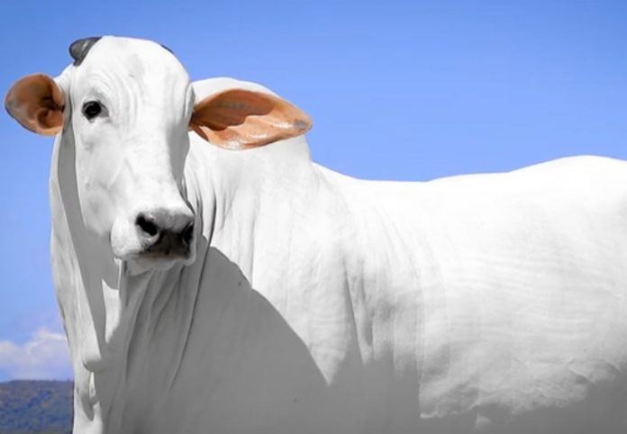 vaca-isis-2