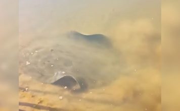 Arraia avistada na margem do Rio Araguaia chama atenção de banhistas pelo tamanho; VÍDEO
