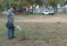 Conheça o aposentado que há oito anos transforma praça de Palmas com árvores frutíferas; VÍDEO