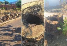 Pé de cajá preservado no meio de avenida no TO morre após ser consumido por cupim; veja imagens
