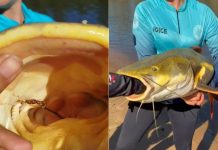 Guia coloca mão no estômago de pirarara para retirar anzol e salvar peixe no TO: ‘Tinha engolido’, afirma