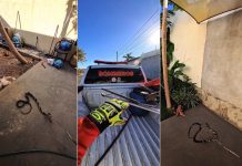 Cobra caninana invade casa em Gurupi e tenta atacar bombeiros durante resgate; VÍDEO