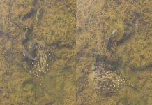 Pescadores registram arraia nadando com tucunarés em águas cristalinas no Rio Tocantins; VÍDEO